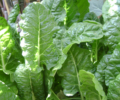 Organic palak(Spinach)