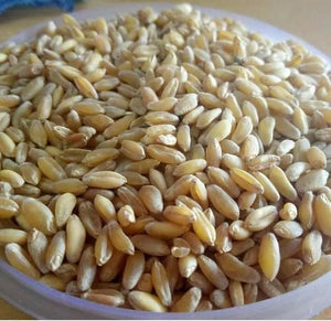 organic bansi wheat
