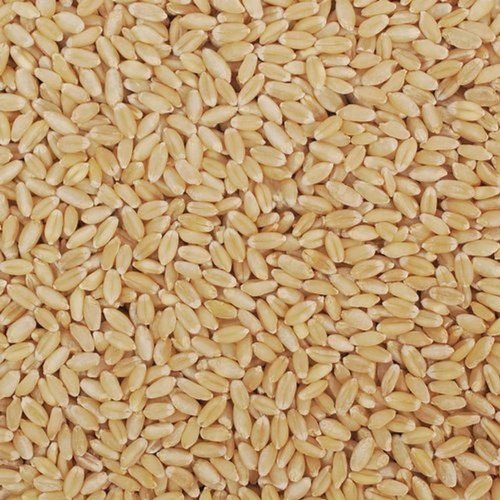 Best organic wheat desi C-306