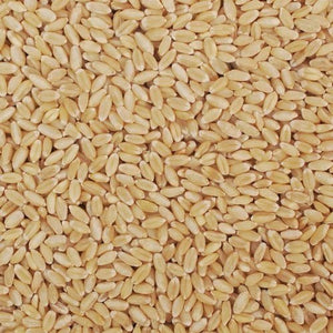 Best organic wheat desi C-306