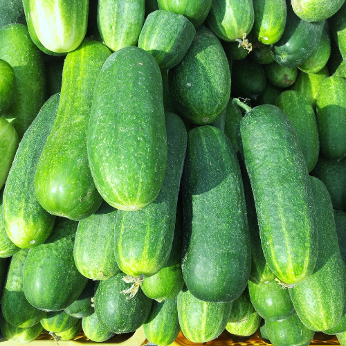 Organic Kheera