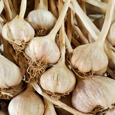 Organic Garlic