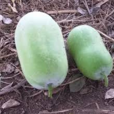 organic white petha