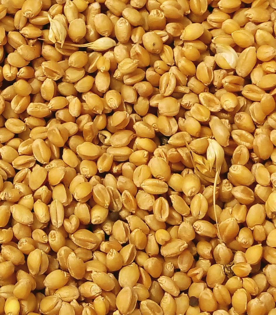 Oraplanet sona moti wheat