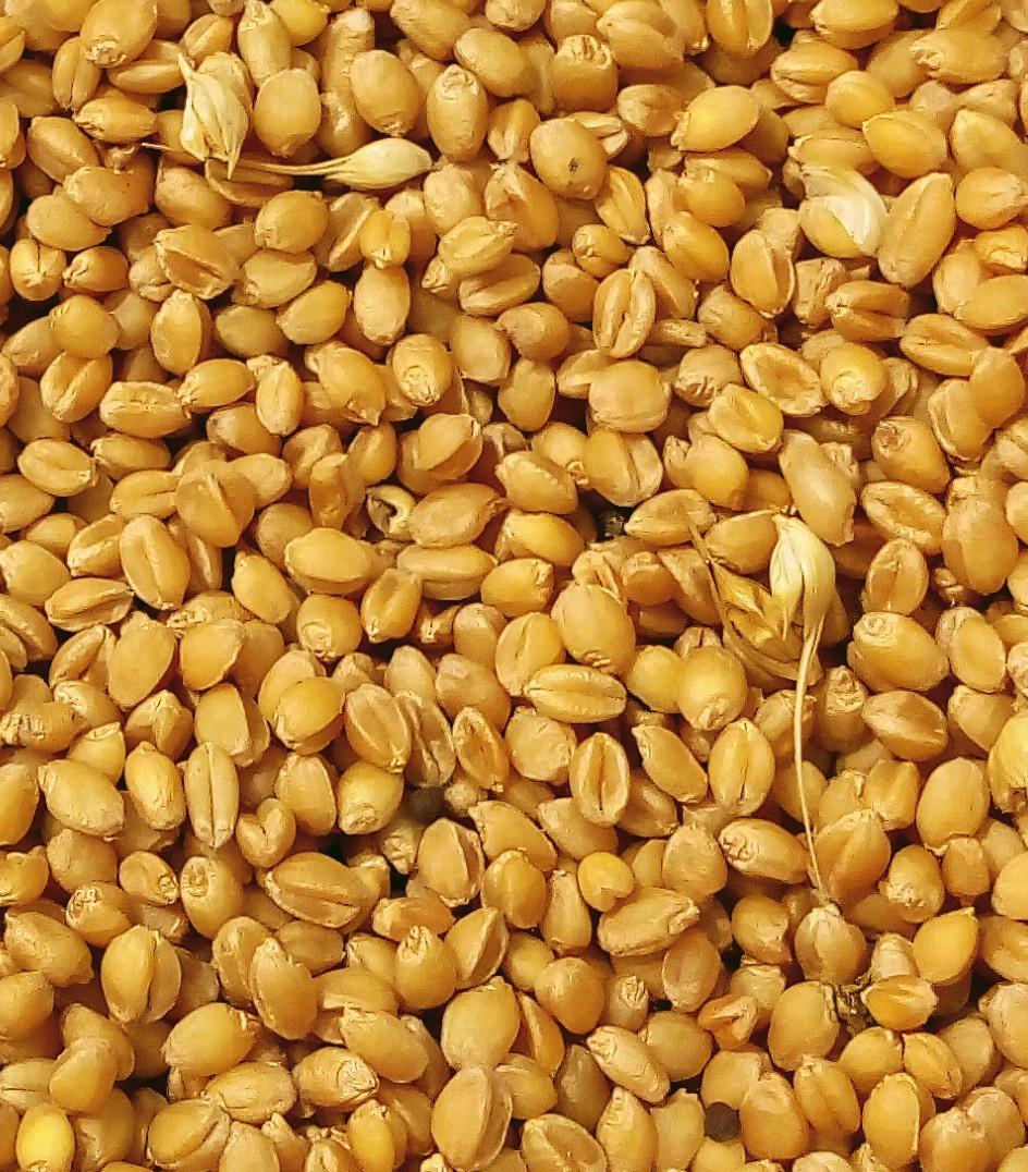 Oraplanet sona moti wheat