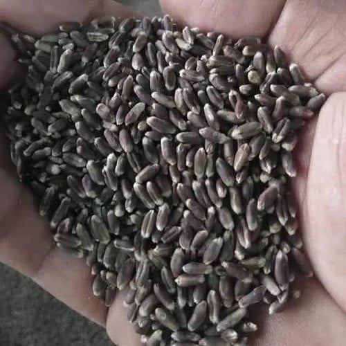 Black Wheat Whole