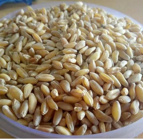 organic bansi wheat