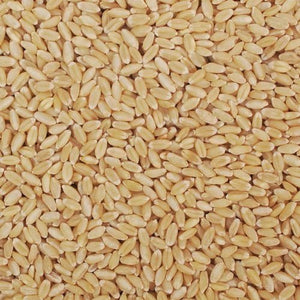 Best organic wheat desi C-306